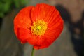 Iceland poppy Royalty Free Stock Photo