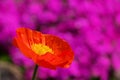 Iceland poppy Royalty Free Stock Photo