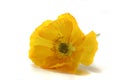 Iceland Poppy