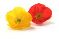 Iceland Poppy Royalty Free Stock Photo