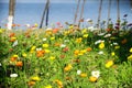 Iceland Poppy Flower Royalty Free Stock Photo