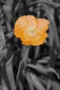 Iceland poppy flower Royalty Free Stock Photo