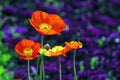 Iceland poppy flowers Royalty Free Stock Photo