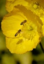 This Iceland poppy has bees attracted to it because of its nectar.. Royalty Free Stock Photo