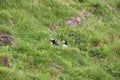 Iceland-Puffin on a rocky slope on the Vestmannaeyjar- Westman Islands