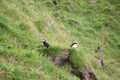 Iceland-Puffin on a rocky slope on the Vestmannaeyjar- Westman Islands Royalty Free Stock Photo