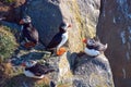 Iceland Puffins Royalty Free Stock Photo