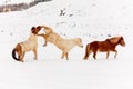 Iceland real horse during winter snow Royalty Free Stock Photo