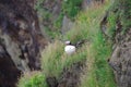 Iceland atlantic puffin flight of a cliff Royalty Free Stock Photo