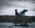 Iceland seals in the water. Relax on the seaweed. Rocks, animals in the habitat of nature Along the North Sea coast Royalty Free Stock Photo