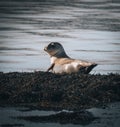 Iceland seals in the water. Relax on the seaweed. Rocks, animals in the habitat of nature Along the North Sea coast Royalty Free Stock Photo