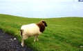 Iceland Sheep Royalty Free Stock Photo