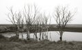 Iceland. Southeast area. Hvoll. Trees and lake.