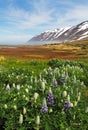 Iceland summer landscape. Fjord, house, mountains Royalty Free Stock Photo