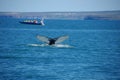 Iceland whale hump dorsal fin whiteack whale