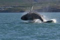 Iceland - whale show