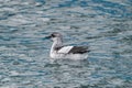 Icelandic Black Guillemot Royalty Free Stock Photo