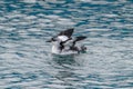 Icelandic Black Guillemot Royalty Free Stock Photo