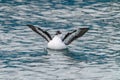 Icelandic Black Guillemot Royalty Free Stock Photo