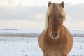 Icelandic Blond