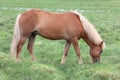 Icelandic brown pony-sized horse on pasture