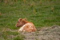 Icelandic calve on a field