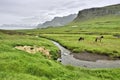 In the Icelandic countryside, there are two horses standing in the middle of a green meadow, with a stream and a cloudy Royalty Free Stock Photo