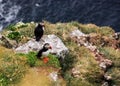 Icelandic couple puffins standing on the grass near their nests on the rocky cliff at Latrabjarg, Iceland, Europe