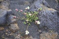 Icelandic Flowers, nature