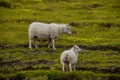 Icelandic free running sheep and beautiful Icelandic landscape with green grass and moos, Iceland