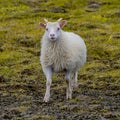 Icelandic free running sheep and beautiful Icelandic landscape with green grass and moos, Iceland