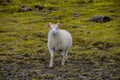 Icelandic free running sheep and beautiful Icelandic landscape with green grass and moos, Iceland