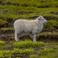 Icelandic free running sheep and beautiful Icelandic landscape with green grass and moos, Iceland