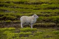 Icelandic free running sheep and beautiful Icelandic landscape with green grass and moos, Iceland