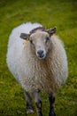 Icelandic free running sheep and beautiful Icelandic landscape with green grass and moos, Iceland