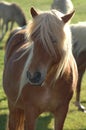 Icelandic Horse Royalty Free Stock Photo