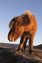 Icelandic horse