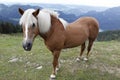 Icelandic horse in alps