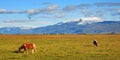 Beautiful icelandic horses on the meadow. Royalty Free Stock Photo