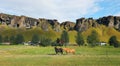 Beautiful icelandic horses on the meadow. Royalty Free Stock Photo