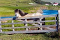 Icelandic horse with beautiful landscape Royalty Free Stock Photo