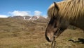 Icelandic Horse Royalty Free Stock Photo