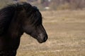 Icelandic horse black stallion