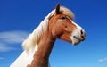 Icelandic horse