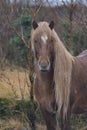 Icelandic horse braving the cold rain - Iceland