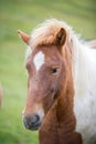 Icelandic horse Royalty Free Stock Photo