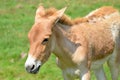 The Icelandic horse Royalty Free Stock Photo