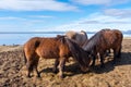 Icelandic Horse Royalty Free Stock Photo