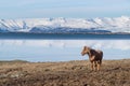 Icelandic Horse Royalty Free Stock Photo