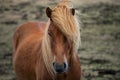 Wild Horses Icelandic by ONDA.photos